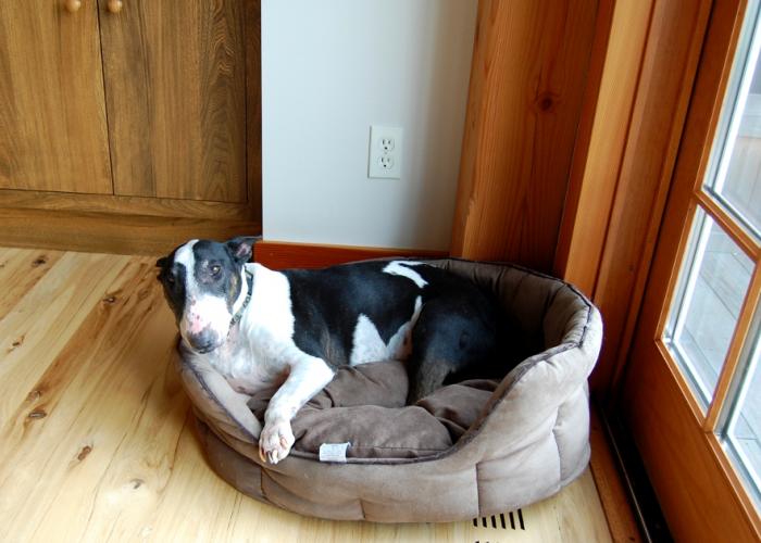 wumble_dog_in_post_and_beam.jpg