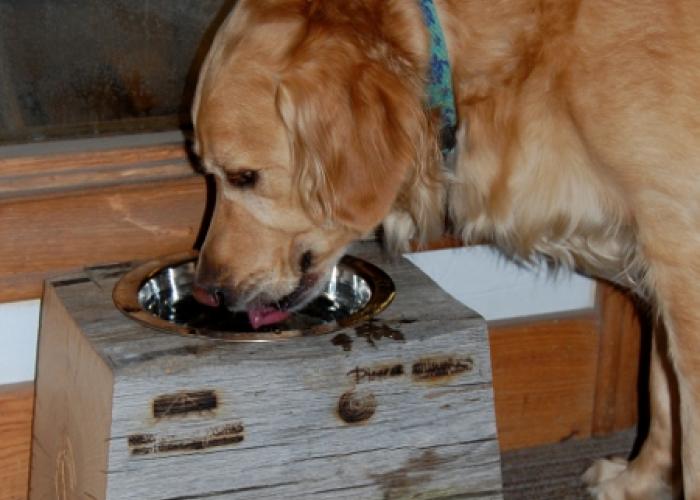 charlie_timber_water_dish_web.jpg
